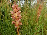 Orobanche rapum-genistae 8, Grote bremraap, Saxifraga-Ed Stikvoort