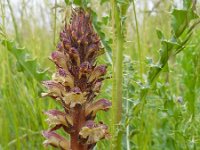 Orobanche reticulata 11, Distelbremraap, Saxifraga-Ed Stikvoort