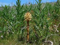 Orobanche reticulata 3, Distelbremraap, Saxifraga-Ed Stikvoort