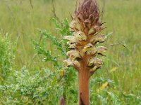 Orobanche reticulata 5, Distelbremraap, Saxifraga-Ed Stikvoort