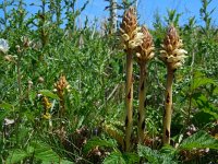 Orobanche reticulata 6, Distelbremraap, Saxifraga-Ed Stikvoort