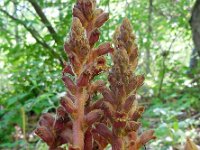 Orobanche vitellina 2, Saxifraga-Ed Stikvoort