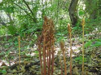 Orobanche vitellina 4, Saxifraga-Ed Stikvoort