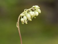 Orthilia secunda 10, Eenzijdig wintergroen, Saxifraga-Luuk Vermeer