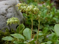 Orthilia secunda 3, Eenzijdig wintergroen, Saxifraga-Ed Stikvoort