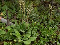 Orthilia secunda 4, Eenzijdig wintergroen, Saxifraga-Ed Stikvoort