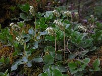 Orthilia secunda 5, Eenzijdig wintergroen, Saxifraga-Ed Stikvoort