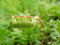 Orthilia secunda 8, Eenzijdig wintergroen, Saxifraga-Rutger Barendse