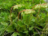 Orthilia secunda 9, Eenzijdig wintergroen, Saxifraga-Rutger Barendse