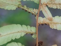 Osmunda regalis 15, Koningsvaren, Saxifraga-Rutger Barendse