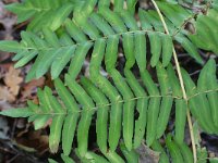 Osmunda regalis 16, Koningsvaren, Saxifraga-Rutger Barendse