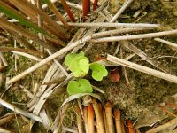 Osmunda regalis 17, Koningsvaren, Saxifraga-Rutger Barendse