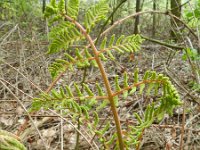 Osmunda regalis 19, Koningsvaren, Saxifraga-Rutger Barendse