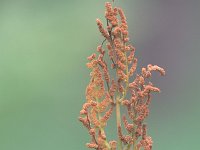 Osmunda regalis 2, Koningsvaren, Saxifraga-Jan Nijendijk