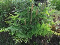 Osmunda regalis 20, Koningsvaren, Saxifraga-Rutger Barendse