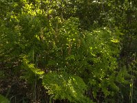 Osmunda regalis 21, Koningsvaren, Saxifraga-Jan van der Straaten