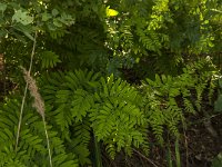 Osmunda regalis 22, Koningsvaren, Saxifraga-Jan van der Straaten