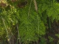 Osmunda regalis 23, Koningsvaren, Saxifraga-Jan van der Straaten