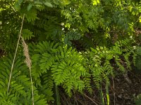 Osmunda regalis 24, Koningsvaren, Saxifraga-Jan van der Straaten