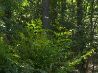 Osmunda regalis 26, Koningsvaren, Saxifraga-Jan van der Straaten