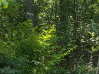 Osmunda regalis 29, Koningsvaren, Saxifraga-Jan van der Straaten