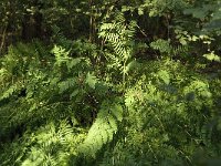 Osmunda regalis 3, Koningsvaren, Saxifraga-Jan van der Straaten