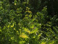 Osmunda regalis 30, Koningsvaren, Saxifraga-Jan van der Straaten