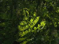 Osmunda regalis 32, Koningsvaren, Saxifraga-Jan van der Straaten