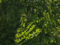 Osmunda regalis 33, Koningsvaren, Saxifraga-Jan van der Straaten