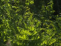 Osmunda regalis 34, Koningsvaren, Saxifraga-Jan van der Straaten