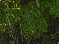 Osmunda regalis 36, Koningsvaren, Saxifraga-Jan van der Straaten