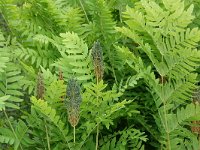 Osmunda regalis 37, Koningsvaren, Saxifraga-Mark Zekhuis