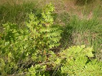 Osmunda regalis 4, Koningsvaren, Saxifraga-Peter Meininger