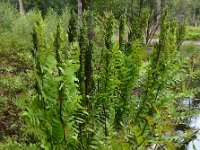 Osmunda regalis 41, Koningsvaren, Saxifraga-Ed Stikvoort