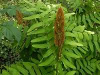 Osmunda regalis 44, Koningsvaren, Saxifraga-Ed Stikvoort