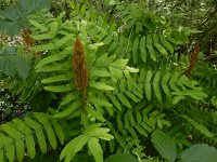 Osmunda regalis 48, Koningsvaren, Saxifraga-Ed Stikvoort