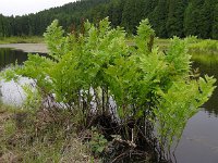 Osmunda regalis 49, Koningsvaren, Saxifraga-Ed Stikvoort