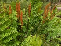 Osmunda regalis 51, Koningsvaren, Saxifraga-Ed Stikvoort