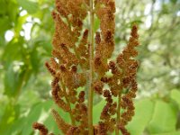 Osmunda regalis 53, Koningsvaren, Saxifraga-Ed Stikvoort