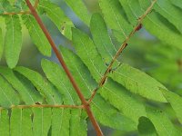 Osmunda regalis 56, Koningsvaren, Saxifraga-Tom Heijnen