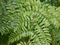 Osmunda regalis 57, Koningsvaren, Saxifraga-Tom Heijnen