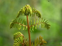 Osmunda regalis 62, Koningsvaren, Saxifraga-Tom Heijnen