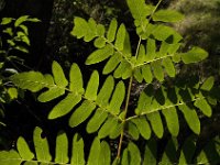 Osmunda regalis 7, Koningsvaren, Saxifraga-Jan van der Straaten