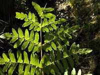 Osmunda regalis 8, Koningsvaren, Saxifraga-Jan van der Straaten