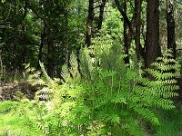 Osmunda regalis 9, Koningsvaren, Saxifraga-Mark Zekhuis