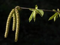 Ostrya carpinifolia 4, Hopbeuk, Saxifraga-Willem van Kruijsbergen