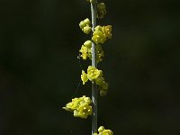 Osyris alba 10 Saxifraga-Willem van Kruijsbergen