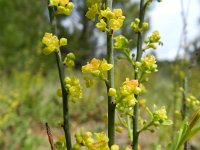 Osyris alba 12, Saxifraga-Rutger Barendse