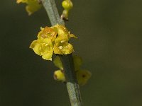 Osyris alba 2, Saxifraga-Jan van der Straaten