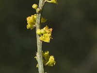 Osyris alba 3, Saxifraga-Jan van der Straaten